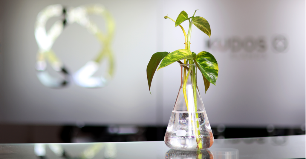 Sustainability shown by propagating a plant in a chemistry beaker