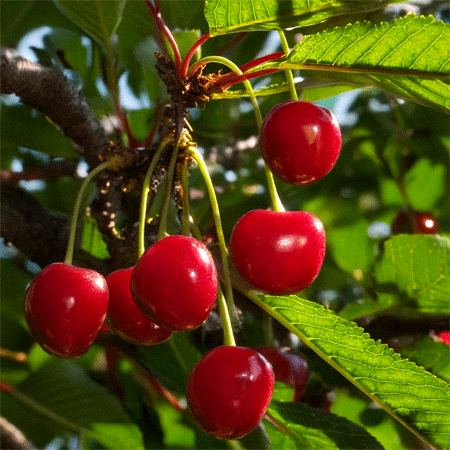 Morello cherries on a tree