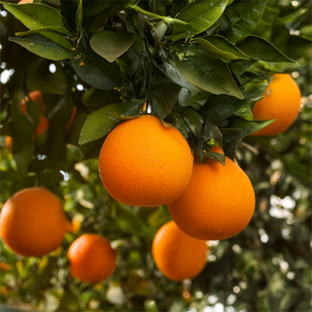 Seville oranges on a tree
